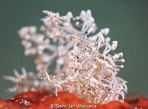 This is a photo a Melibe Colemani nudibranch which has be... by Glenn Ian Villanueva 